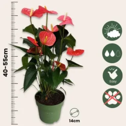 Sale Flamingoblomst - Anthurium 'Maine Pink' - Højde 55-70cm - ø17cm Krukkeplanter Indendørs