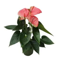 Krukkeplanter Indendørs^Flamingoblomst - Anthurium 'Sweet Dream' - Højde 35-45cm - ø12cm