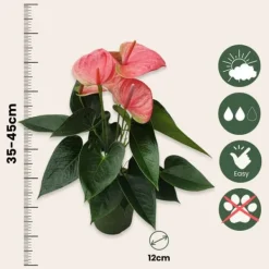 Krukkeplanter Indendørs^Flamingoblomst - Anthurium 'Sweet Dream' - Højde 35-45cm - ø12cm