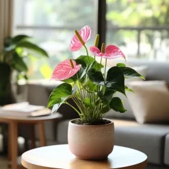 Krukkeplanter Indendørs^Flamingoblomst - Anthurium 'Sweet Dream' - Højde 35-45cm - ø12cm