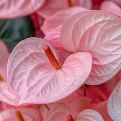 Krukkeplanter Indendørs^Flamingoblomst - Anthurium 'Sweet Dream' - Højde 35-45cm - ø12cm