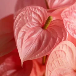 Krukkeplanter Indendørs^Flamingoblomst - Anthurium 'Sweet Dream' - Højde 35-45cm - ø12cm