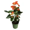 Krukkeplanter Indendørs^Flamingoblomst - Anthurium 'Madural Orange' - Højde 55-70cm - ø17cm