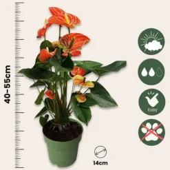 Krukkeplanter Indendørs^Flamingoblomst - Anthurium 'Madural Orange' - Højde 55-70cm - ø17cm