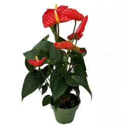 Discount Flamingoblomst - Anthurium 'Madural Red' - Højde 40-45cm - ø14cm Krukkeplanter Indendørs