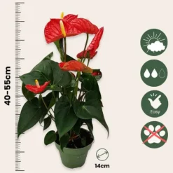 Discount Flamingoblomst - Anthurium 'Madural Red' - Højde 40-45cm - ø14cm Krukkeplanter Indendørs