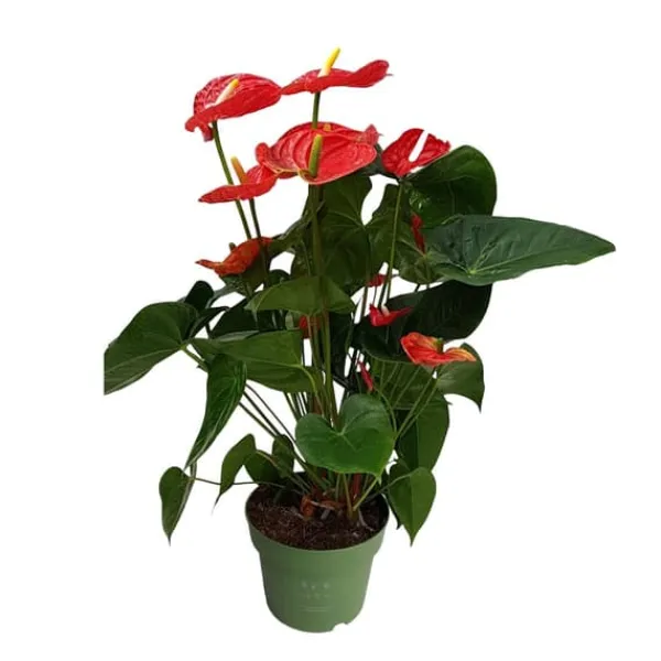 Krukkeplanter Indendørs^Flamingoblomst - Anthurium 'Madural Red' - Højde 55-70cm - ø17cm