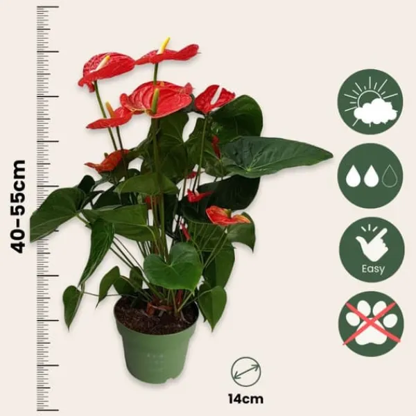 Krukkeplanter Indendørs^Flamingoblomst - Anthurium 'Madural Red' - Højde 55-70cm - ø17cm