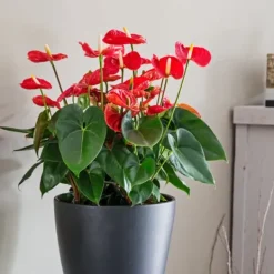 Krukkeplanter Indendørs^Flamingoblomst - Anthurium 'Madural Red' - Højde 55-70cm - ø17cm