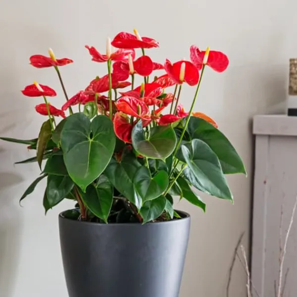 Krukkeplanter Indendørs^Flamingoblomst - Anthurium 'Madural Red' - Højde 55-70cm - ø17cm