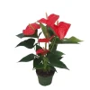 Krukkeplanter Indendørs^Flamingoblomst - Anthurium 'Royal Champion' - Højde 35-45cm - ø12cm