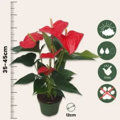 Krukkeplanter Indendørs^Flamingoblomst - Anthurium 'Royal Champion' - Højde 35-45cm - ø12cm