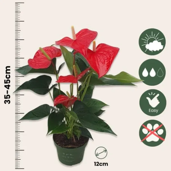 Krukkeplanter Indendørs^Flamingoblomst - Anthurium 'Royal Champion' - Højde 35-45cm - ø12cm