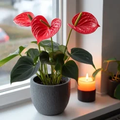 Krukkeplanter Indendørs^Flamingoblomst - Anthurium 'Royal Champion' - Højde 35-45cm - ø12cm