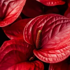 Krukkeplanter Indendørs^Flamingoblomst - Anthurium 'Royal Champion' - Højde 35-45cm - ø12cm