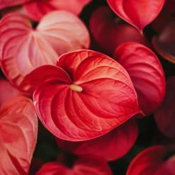 Krukkeplanter Indendørs^Flamingoblomst - Anthurium 'Royal Champion' - Højde 35-45cm - ø12cm