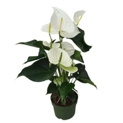 Best Flamingoblomst - Anthurium 'Alaska White' - Højde 55-70cm - ø17cm Krukkeplanter Indendørs