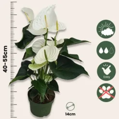 Best Flamingoblomst - Anthurium 'Alaska White' - Højde 55-70cm - ø17cm Krukkeplanter Indendørs