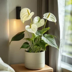 Best Flamingoblomst - Anthurium 'Alaska White' - Højde 55-70cm - ø17cm Krukkeplanter Indendørs