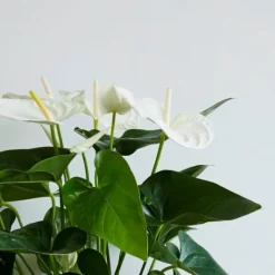 Best Flamingoblomst - Anthurium 'Alaska White' - Højde 55-70cm - ø17cm Krukkeplanter Indendørs
