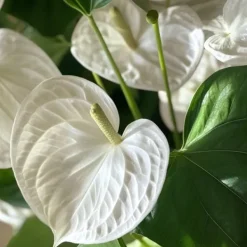 Best Flamingoblomst - Anthurium 'Alaska White' - Højde 55-70cm - ø17cm Krukkeplanter Indendørs
