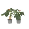 Krukkeplanter Indendørs^Flaskebusk - Sæt med 2 - Jatropha podagrica - Højde 25-45cm - ⌀13cm