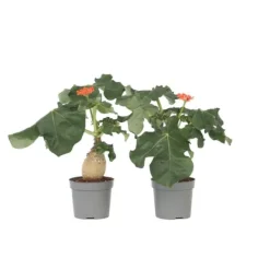 Krukkeplanter Indendørs^Flaskebusk - Sæt med 2 - Jatropha podagrica - Højde 25-45cm - ⌀13cm