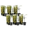 Krukkeplanter Indendørs^Følsom plante - Sæt med 6 - Mimosa dealbata - Højde 25-40cm - ⌀9cm