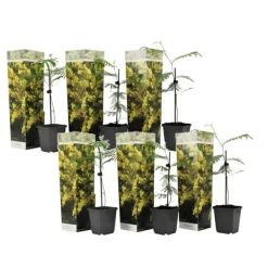 Krukkeplanter Indendørs^Følsom plante - Sæt med 6 - Mimosa dealbata - Højde 25-40cm - ⌀9cm