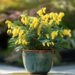 Krukkeplanter Indendørs^Følsom plante - Sæt med 6 - Mimosa dealbata - Højde 25-40cm - ⌀9cm