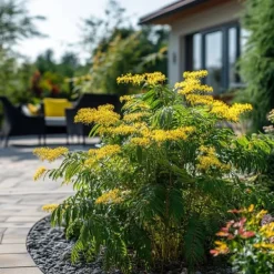 Krukkeplanter Indendørs^Følsom plante - Sæt med 6 - Mimosa dealbata - Højde 25-40cm - ⌀9cm
