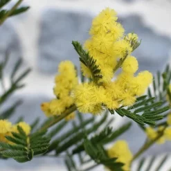 Krukkeplanter Indendørs^Følsom plante - Sæt med 6 - Mimosa dealbata - Højde 25-40cm - ⌀9cm