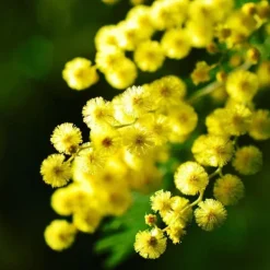 Krukkeplanter Indendørs^Følsom plante - Sæt med 6 - Mimosa dealbata - Højde 25-40cm - ⌀9cm