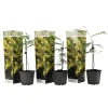 New Følsom plante - Sæt med 3 - Mimosa dealbata - Højde 25-40cm - ⌀9cm Træ