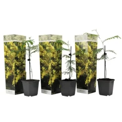 New Følsom plante - Sæt med 3 - Mimosa dealbata - Højde 25-40cm - ⌀9cm Træ