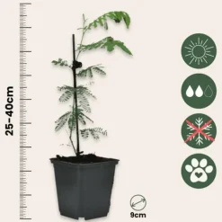New Følsom plante - Sæt med 3 - Mimosa dealbata - Højde 25-40cm - ⌀9cm Træ
