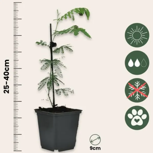 New Følsom plante - Sæt med 3 - Mimosa dealbata - Højde 25-40cm - ⌀9cm Træ