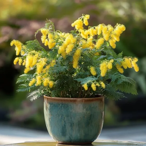 New Følsom plante - Sæt med 3 - Mimosa dealbata - Højde 25-40cm - ⌀9cm Træ
