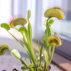 Krukkeplanter Indendørs^Fluefanger - Sæt med 6 - Dionaea muscipula - Højde 5-15cm - ⌀6cm