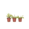 Krukkeplanter Indendørs^Fluefanger - Sæt med 3 - Dionaea muscipula - Højde 5-15cm - ⌀6cm