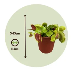 Krukkeplanter Indendørs^Fluefanger - Sæt med 3 - Dionaea muscipula - Højde 5-15cm - ⌀6cm