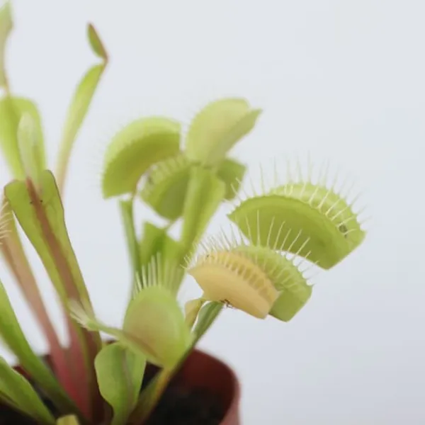 Krukkeplanter Indendørs^Fluefanger - Sæt med 3 - Dionaea muscipula - Højde 5-15cm - ⌀6cm