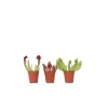 Sale Fluetrompet - Sæt med 3 - Sarracenia purpurea - Højde 10cm - ⌀6cm Krukkeplanter Indendørs