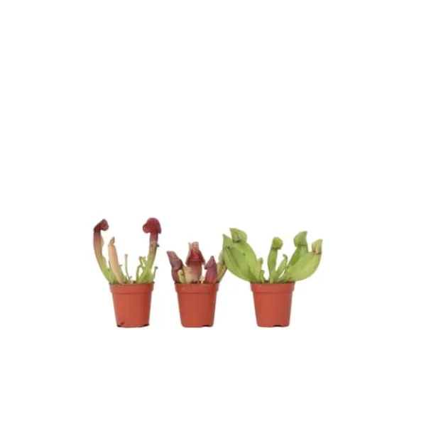 Sale Fluetrompet - Sæt med 3 - Sarracenia purpurea - Højde 10cm - ⌀6cm Krukkeplanter Indendørs