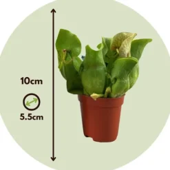 Sale Fluetrompet - Sæt med 3 - Sarracenia purpurea - Højde 10cm - ⌀6cm Krukkeplanter Indendørs