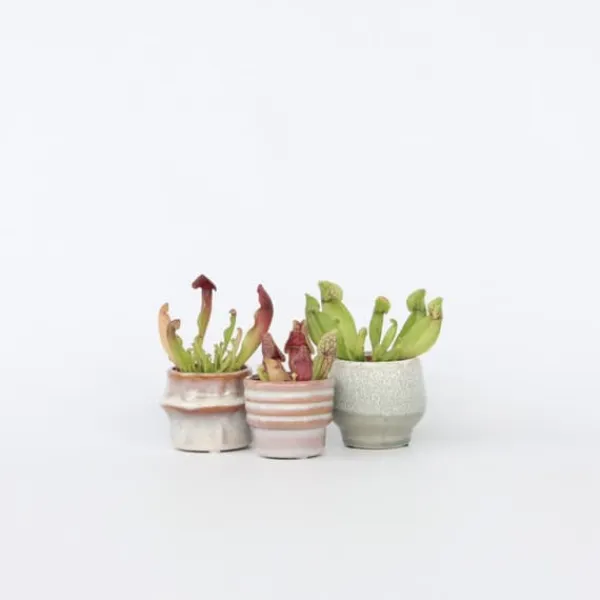 Sale Fluetrompet - Sæt med 3 - Sarracenia purpurea - Højde 10cm - ⌀6cm Krukkeplanter Indendørs