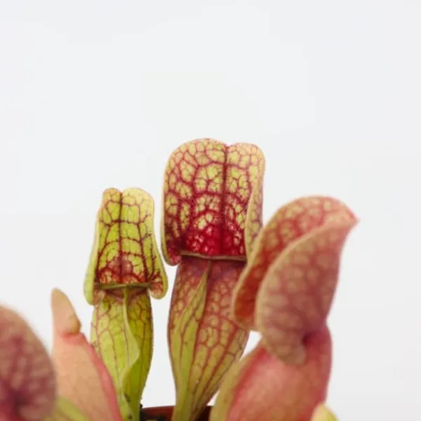 Sale Fluetrompet - Sæt med 3 - Sarracenia purpurea - Højde 10cm - ⌀6cm Krukkeplanter Indendørs