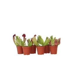 New Fluetrompet - Sæt med 6 - Sarracenia purpurea - Højde 10cm - ⌀6cm Krukkeplanter Indendørs