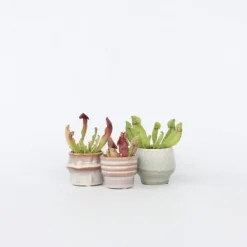 New Fluetrompet - Sæt med 6 - Sarracenia purpurea - Højde 10cm - ⌀6cm Krukkeplanter Indendørs