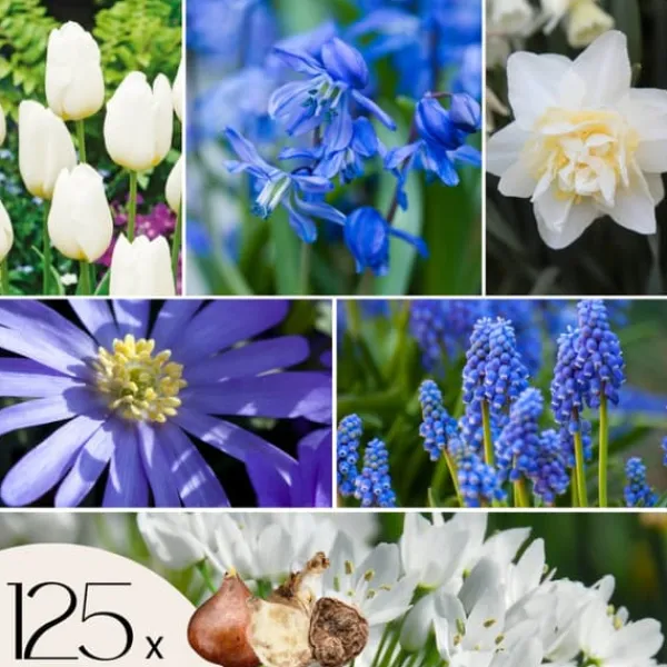 Frø^Forårsblomst pærer blå - Sæt med 125 - Blomsterløg - Blå